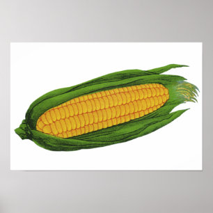Poster Legumes Alimentícios Antigos; Milho Amarelo na Esp