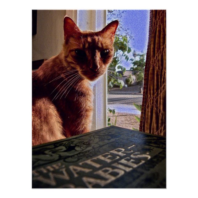 Pôster Leia minha mente, Poster de gato (Frente)