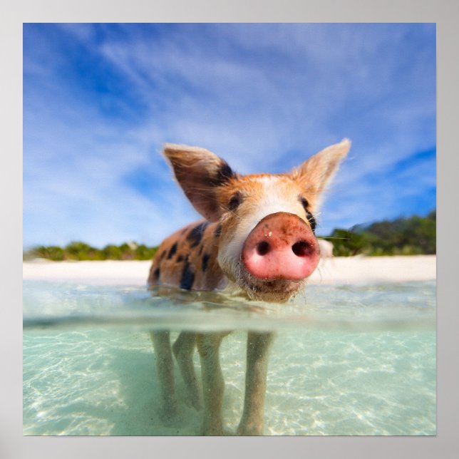 Pôster Leitão (Frente)