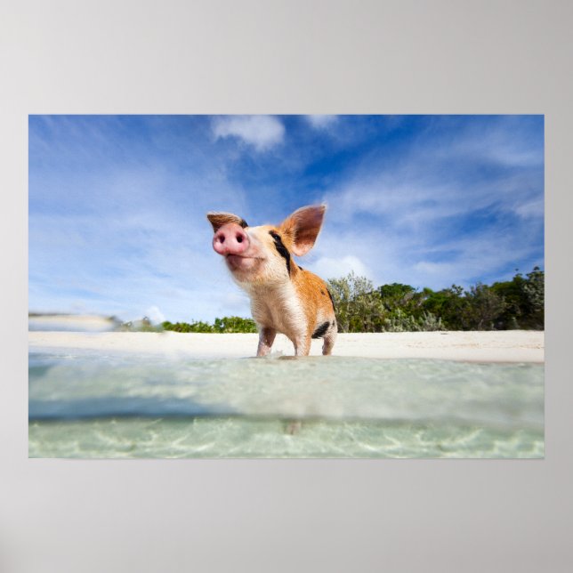 Pôster Leitão (Frente)