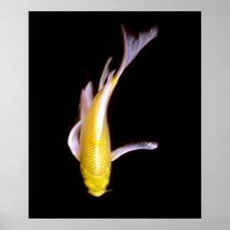 Poster Lemon Butterfly Koi