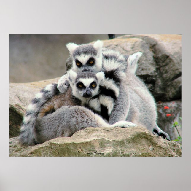 Poster Lemur Cuddles (Frente)