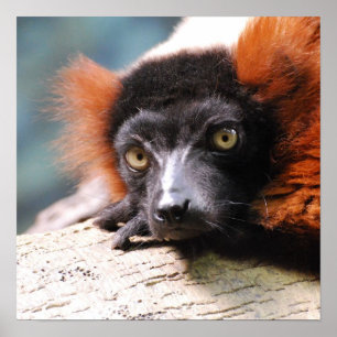 Poster Lemur vermelho de descanso de Ruffed