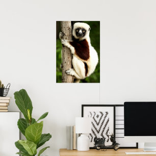 Poster Lêmure Sifaka na Floresta de Madagascar