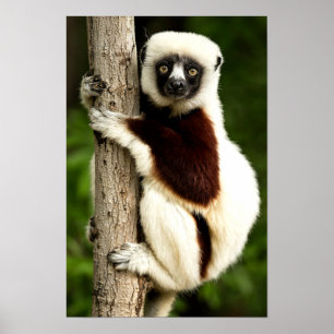 Poster Lêmure Sifaka na Floresta de Madagascar