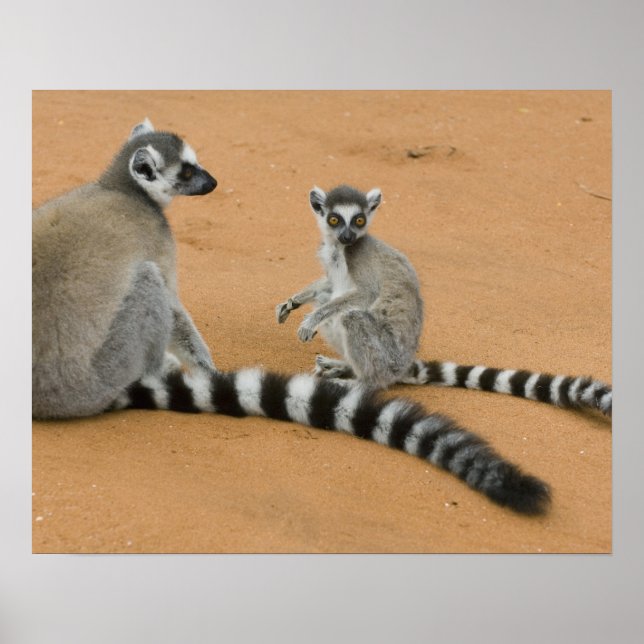 Poster Lêmures-de-cauda-anelada, (Lemur catta), Berenty (Frente)