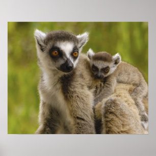 Pôster Lêmures (Lemur catta) Mãe e bebê.