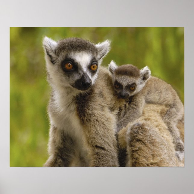 Pôster Lêmures (Lemur catta) Mãe e bebê. (Frente)