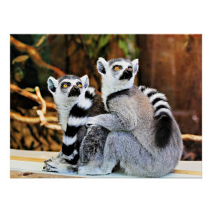 Pôster Lemurs adoráveis
