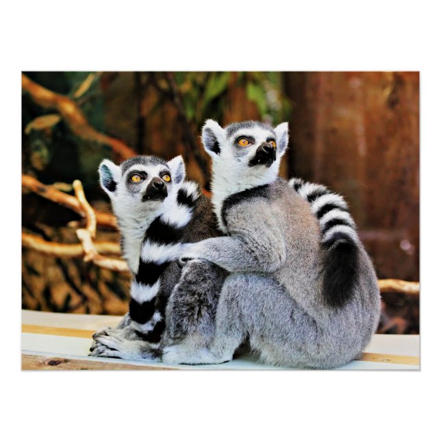 Pôster Lemurs adoráveis (Frente)