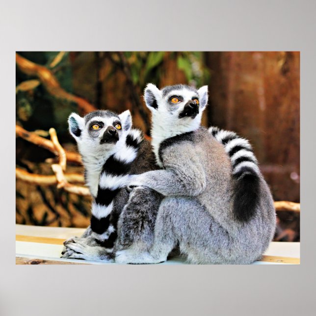 Poster Lemurs adoráveis (Frente)