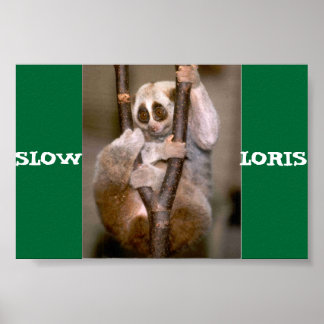 Pôster Lenta Loris