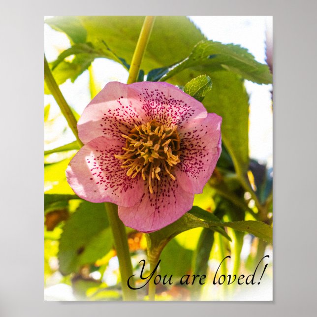 Poster Lenten Rosa. Helleborus. Você é amado! (Frente)