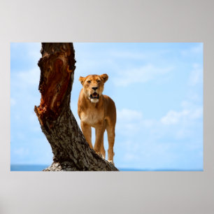 Poster Leoa