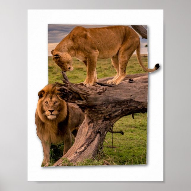 Poster Leões (Frente)