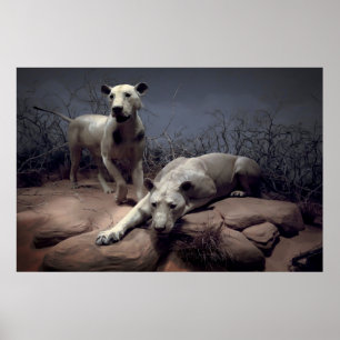 Pôster LEÕES ANTROPÓFAGOS de TSAVO