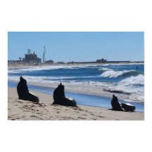 Leões do Mar na Praia