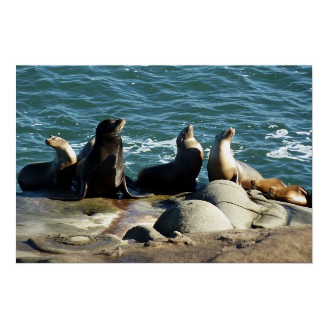 Pôster Leões Marinhos de San Diego (Frente)