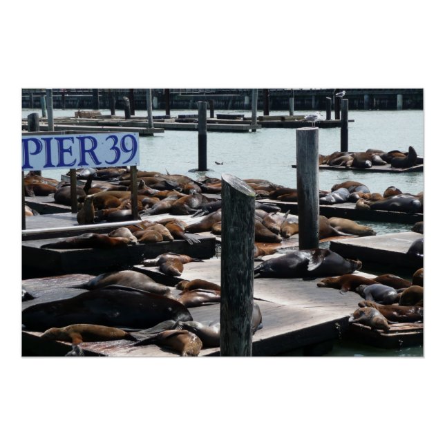 Pôster Leões Marinhos do Pier 39 (Frente)