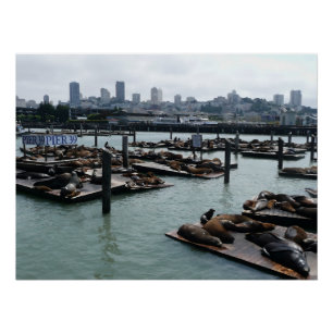 Pôster Leões-marinhos do Pier 39 e panorama de San Franci