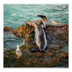 Pôster Leões-Marinhos na Costa Rochosa – Poster de Vida S