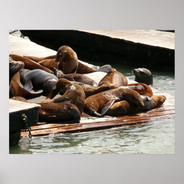 Poster Leões Marinhos Tomando Sol em São Francisco (Frente)