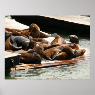 Poster Leões Marinhos Tomando Sol em São Francisco