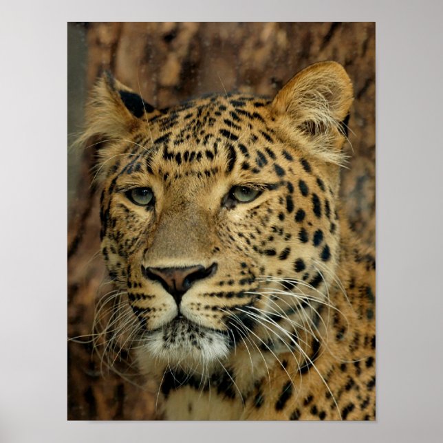 Poster Leopard (Frente)