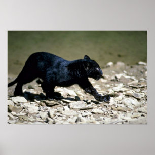 Pôster Leopard-black phase-cub (wet from river)