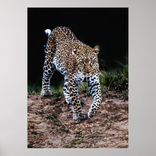 POSTER LEOPARD CAMINHANDO EM SELVAGEM