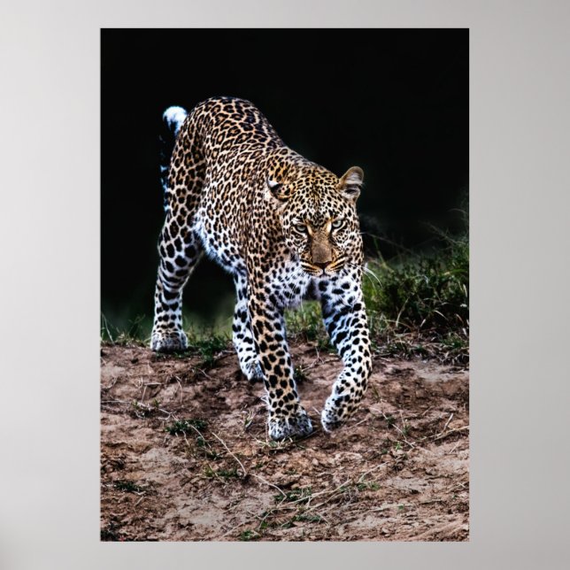 POSTER LEOPARD CAMINHANDO EM SELVAGEM (Frente)