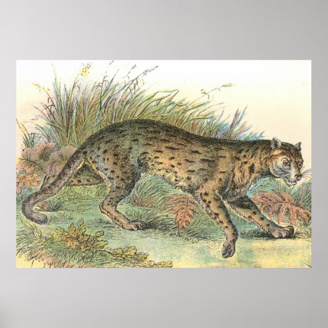 Poster Leopard-Cat (Variedade de Javan) Felis javanensis (Frente)