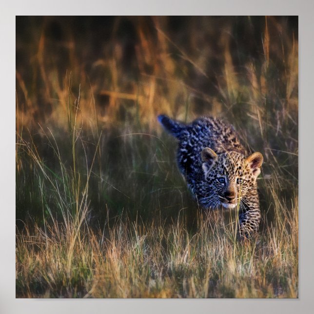 Poster Leopard Cub Panthera Pardus) tal como visto no (Frente)