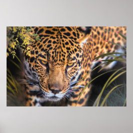 POSTER LEOPARD ENCOUNTER