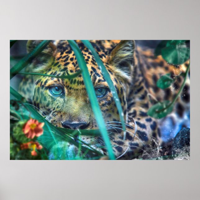 POSTER LEOPARD GREEN EYES GAZER (Frente)