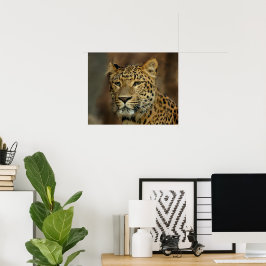 Pôster Leopard Lovers Art