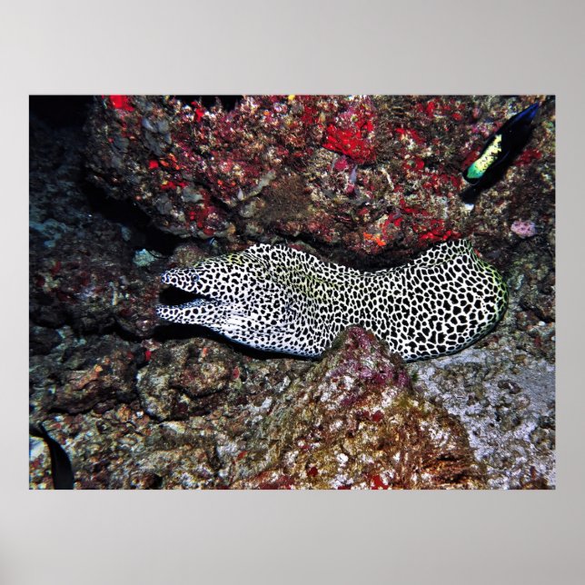 Poster Leopard Moray (Frente)