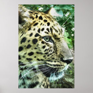 PÔSTER LEOPARDO
