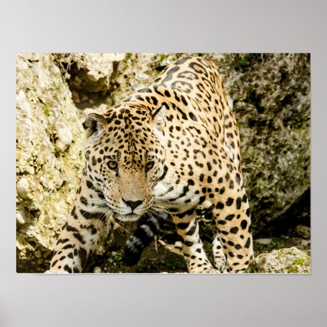 Poster Leopardo (Frente)