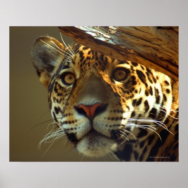Pôster Leopardo (Frente)