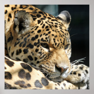 Pôster Leopardo 004