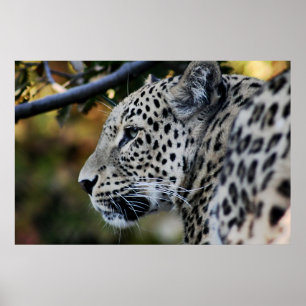Pôster Leopardo - animal