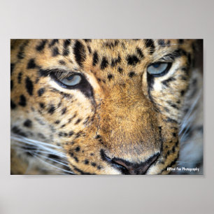 Poster Leopardo Close Up