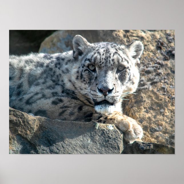 Poster Leopardo-da-neve (Frente)