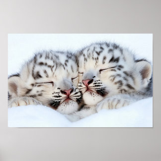 Poster Leopardo da Neve Animal Selvagem Ambiente Natural