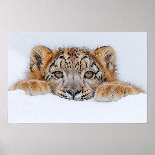 Poster Leopardo da Neve Animal Selvagem Ambiente Natural