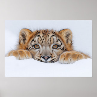 Poster Leopardo da Neve Animal Selvagem Ambiente Natural