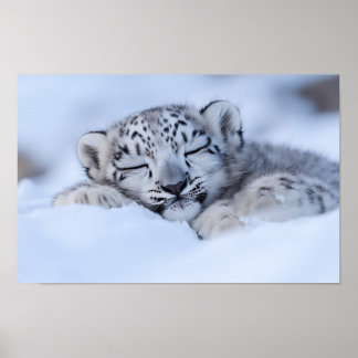 Poster Leopardo da Neve Animal Selvagem Ambiente Natural