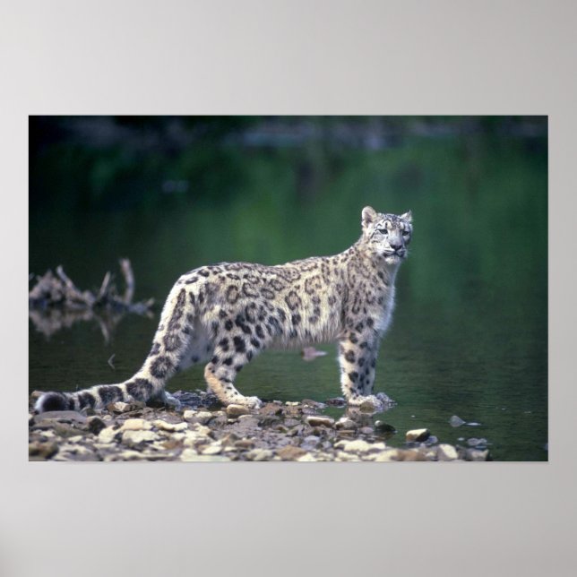 Pôster Leopardo-da-neve ao lado do rio (Frente)