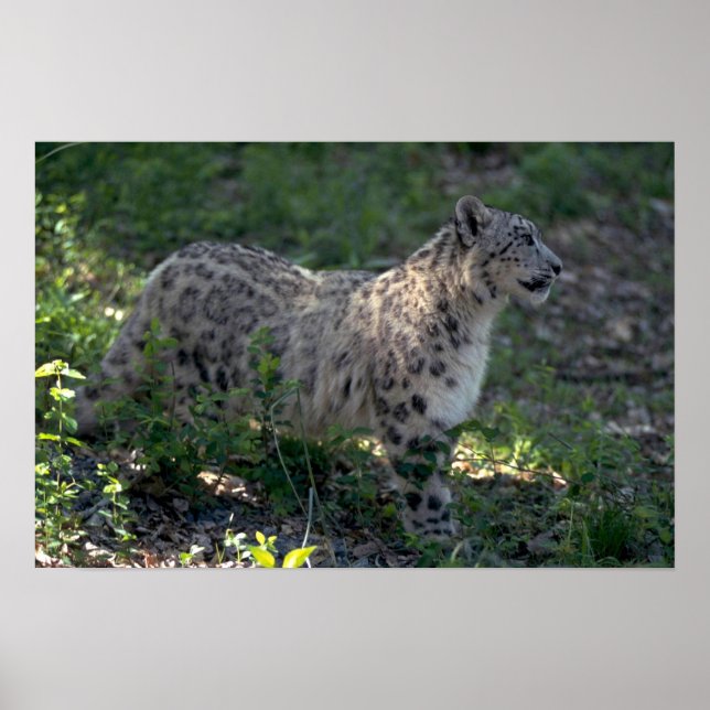 Poster Leopardo-da-neve na encosta da rocha (Frente)